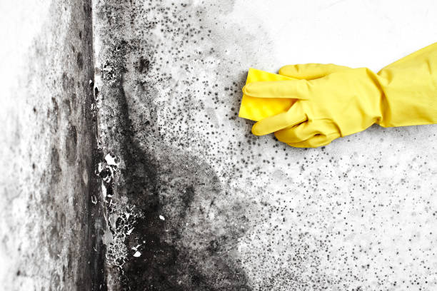 Best Mold Remediation  in Freeburg, IL