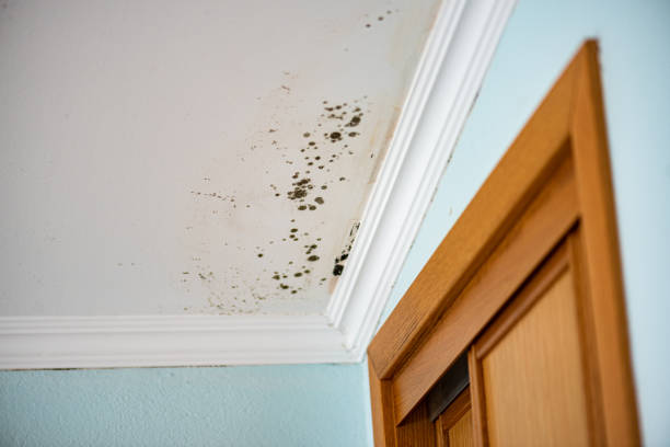 Best Residential Mold Removal  in Freeburg, IL