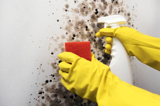 Best Mold Removal Specialists  in Freeburg, IL